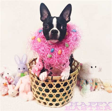 Easter is observed in a number of ways. my tech on easter! | Boston terrier, Terrier, Animals