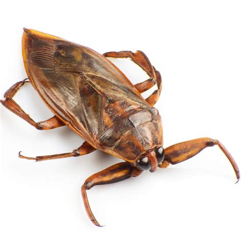 Water Bugs Vs Cockroaches How To Tell The Difference Kill Them Lupon