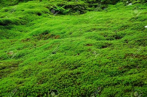 Moss Wallpapers Earth Hq Moss Pictures 4k Wallpapers 2019