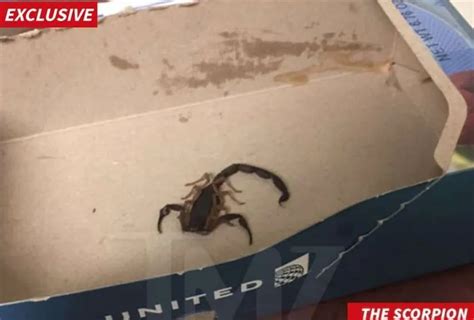 Scorpion Crawls Inside Womans Pants And Stings Her On United Airlines