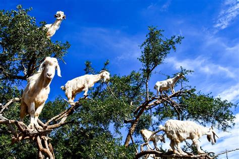 Why Do Goats Climb Trees In Morocco