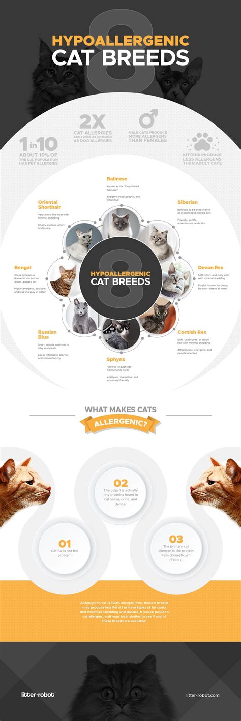 Infographic: 8 Hypoallergenic Cat Breeds | Litter-Robot | Cat breeds hypoallergenic, Cat breeds 