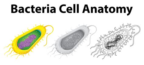 Bacterial Cell Anatomy In Flat Vector Modern Labeling Structures On A