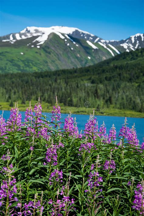 Fireweed And Lake In Alaska Stock Photo Image Of Mountain Landscape
