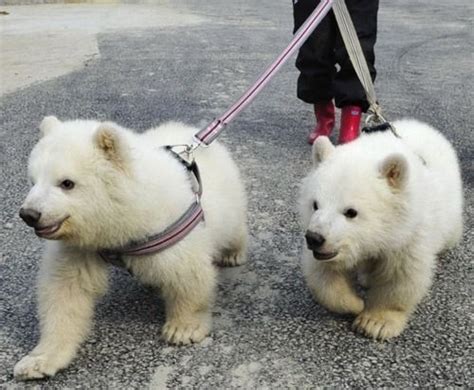 Can I Have A Pet Polar Bear Petswall