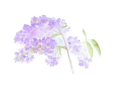 Lilacs Watercolor Painting Lilac Flower Mauve Purple Flowers