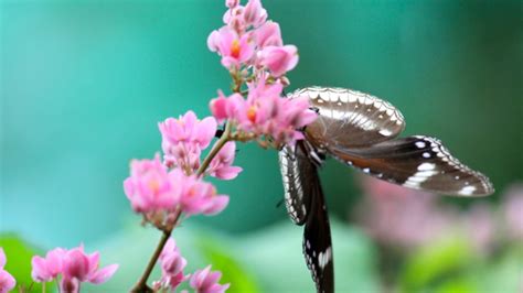 Sehingga dapat menambahkan kesan elegan dengan diri anda yang menggunakan profile picture tersebut. Gambar Kupu Kupu Cantik Dan Indah - Inspirasi Desain Menarik