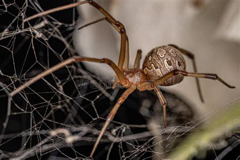 Female Adult Brown Widow Spider Stock Image Image Of Arachnids