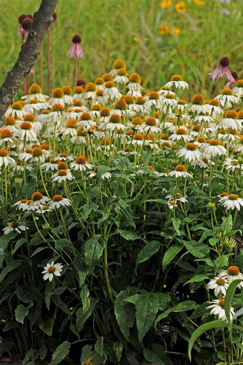 Rabbit's offer one of the most nutritionally balanced herbivore manures available. Echinacea purpurea PowWow® White | Stonehouse Nursery