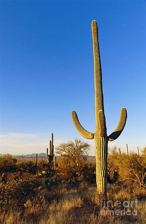 It is illegal in the state of arizona to cause harm in any way to the saguaro cactus. Saguaro Cactus Sunrise at Saguaro National Park Photograph ...