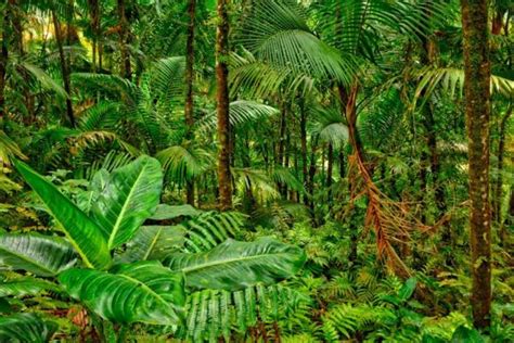 ECOSISTEMA de la SELVA y sus Características