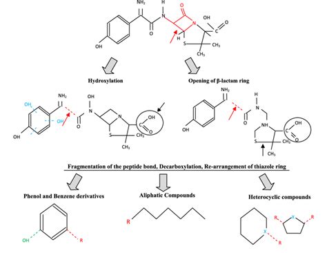 Possible Pathways Of Amoxicillin Degradation Download Scientific Diagram