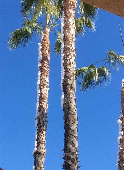 Snow On Palm Trees Palm Tree