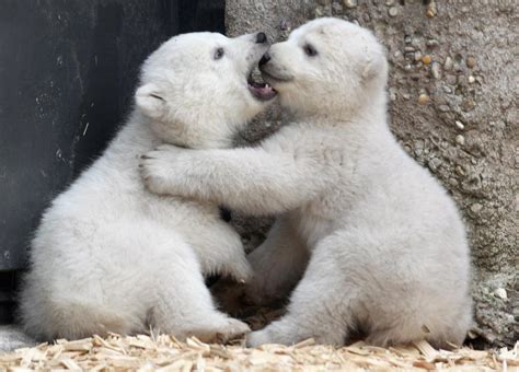 Baby Polar Bears Feels Gallery Ebaums World