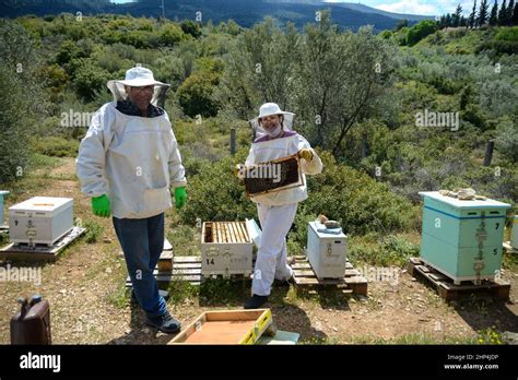 A Man And A Woman Who Are Beekeepers Collect Honey From The Beehives On