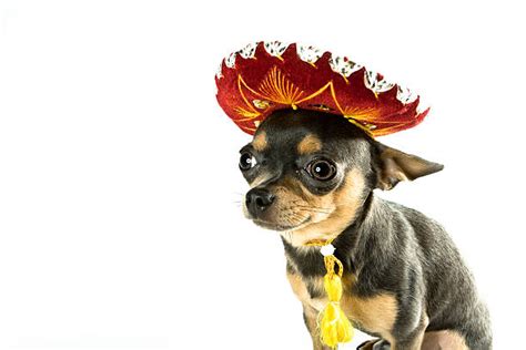 200 Chihuahua Wearing A Mexican Hat Stock Photos Pictures And Royalty