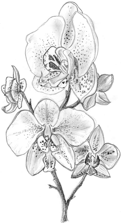 Orchid Sketches Orchid By Irongarlic Traditional Art Drawings Other 2010 2013 Orchid