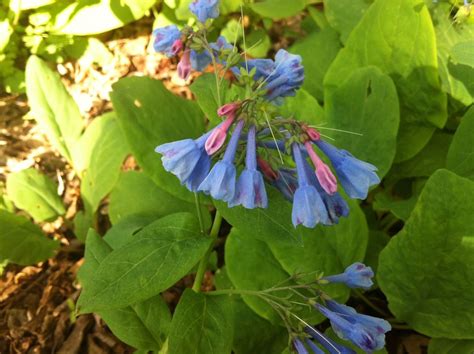 Virginia Bluebells Are Spectacular At This Time Of Year Harvey Cotten