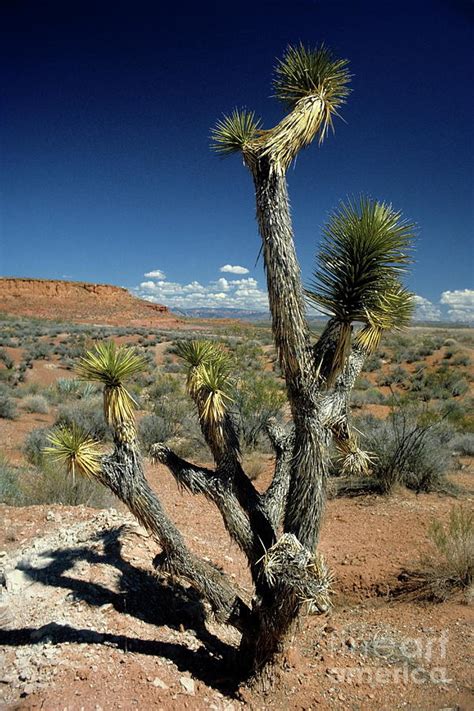 Cactus Tree In The Desert At Bryce Canyon National Park Photograph By