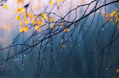 Bare Tree Branch Nature Rain Water Drops Hd Wallpaper Wallpaper Flare