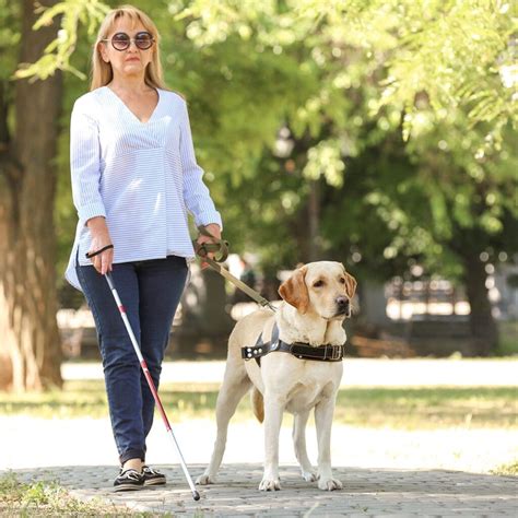International Guide Dog Day A Life Worth Living