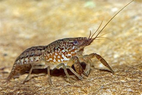 Marbled Crayfish Invasive Species Centre