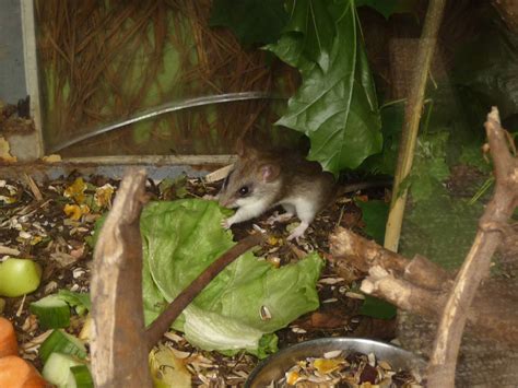 Black Tailed Tree Rat Zoochat