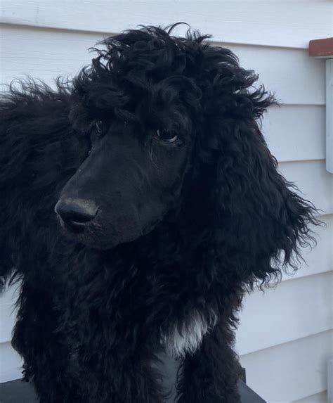 A standard is an authoritative principle or rule that usually implies a model or pattern for guidance, by comparison with which the quantity, excellence, correctness, etc., of other things may be determined: Standard Poodle Puppies For Sale | 84th Avenue, Allendale ...