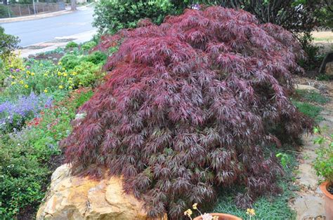 Spring and summer color is a rich purple but light conditions can tint it burgundy. Acer palmatum dissectum 'Tamukeyama' - (Weeping Japanese ...