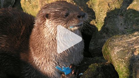 Solitary Otters Have A Surprisingly Rich Vocabulary Science Aaas