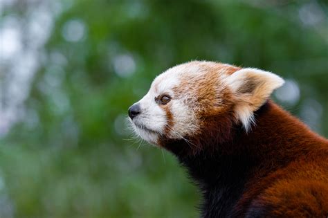 Fondos De Pantalla Grn Rojo Panda Animal Nivel Roter Kleiner