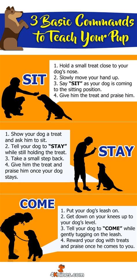Simple Tips And Tricks To Help You Train Your Dog Pets Dogs Cats