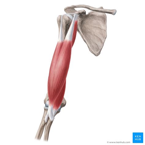 It can be divided into the upper arm, which extends from the shoulder to the elbow. Name Muscles In Arm - Pin On Ot : Terms such as flexor (flex the arm), extensor (extend the arm ...