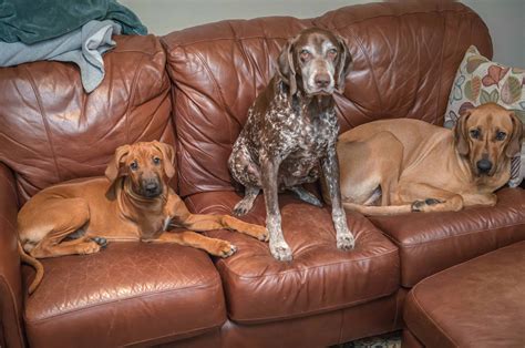 A Puppy Learns To Share Sort Of Marking Our Territory