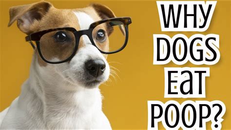 Why Do Dogs Eat Poop Explained Youtube