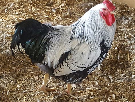 Black Laced Silver Wyandotte Chicken For Sale Show Type Cackle Hatchery