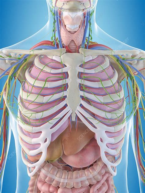 Basic rib anatomy consists of a head, neck, tubercle, angle, shaft, and costal groove. Human chest anatomy, illustration - Stock Image - F011/5850 - Science Photo Library
