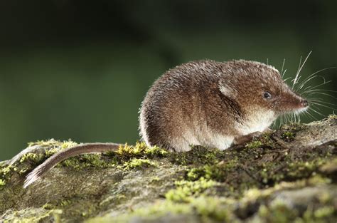 The Curious Life Of A Shrew Peoples Trust For Endangered Species