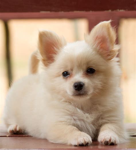 25 Cute Pomeranian And Chihuahua Mix Puppies Picture Uk