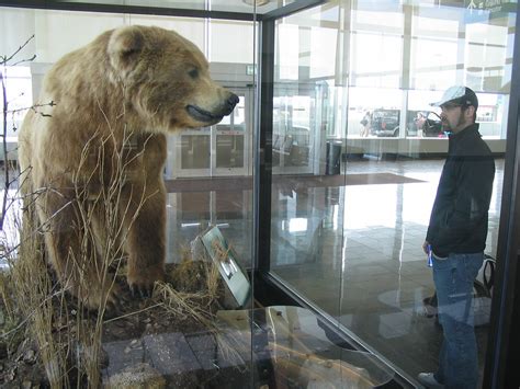 Alaska Fule And Fury All285 World Record Brown Bear Flickr