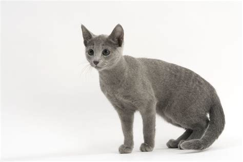 There are four very popular shorthaired cat breeds that are best known for their blue. Cat Russian Blue, Short-haired (#646324) Framed Prints ...