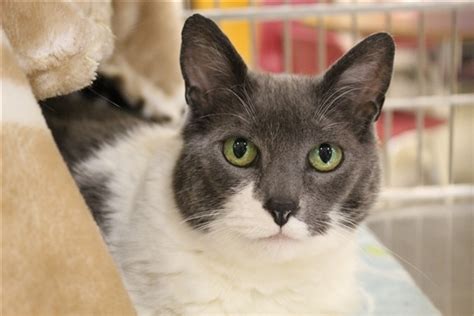 Romeo is just the most handsome boy and has captured my heart ! How to Adopt a Cat in Portland | Cats For Adoption