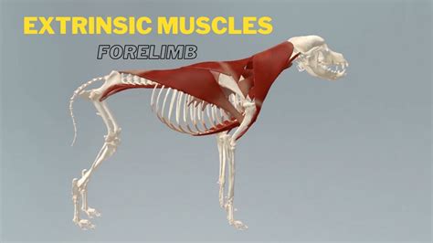 Extrinsic Muscles Of Forelimb Veterinary Anatomy Dog Forelimb