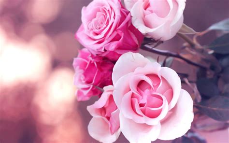 Pink Roses Picture Wallpaper High Definition High Quality Widescreen