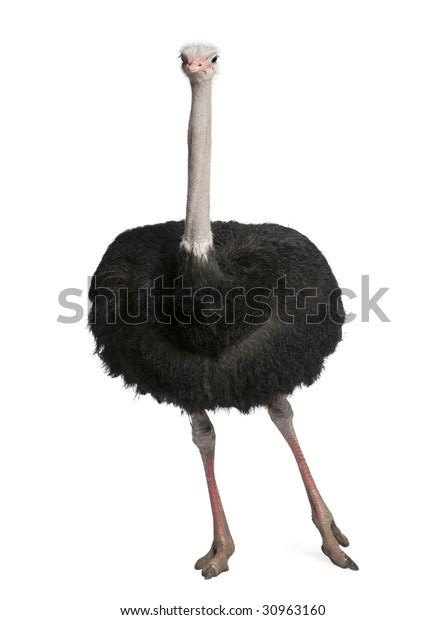 Male Ostrich Struthio Camelus Front White Stock Photo 30963160
