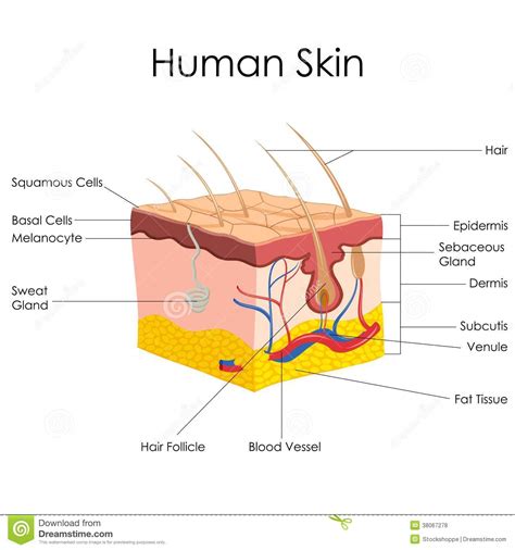 · the dermis, beneath the epidermis, . Human Skin Anatomy stock vector. Illustration of layer ...