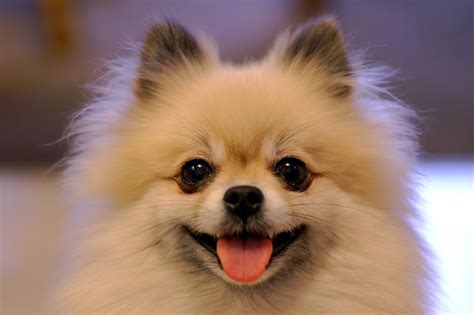 8 Perfect Things You Never Knew About Pomeranians 3 Million Dogs