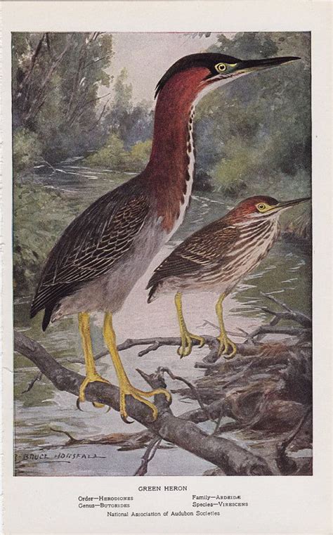Vintage Audubon Bird Print 1925 Green Heron By Uglytown On Etsy Bird