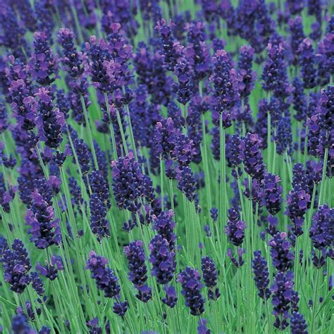 Lavandula Angustifolia Hidcote Lavender Buy Herb Plants