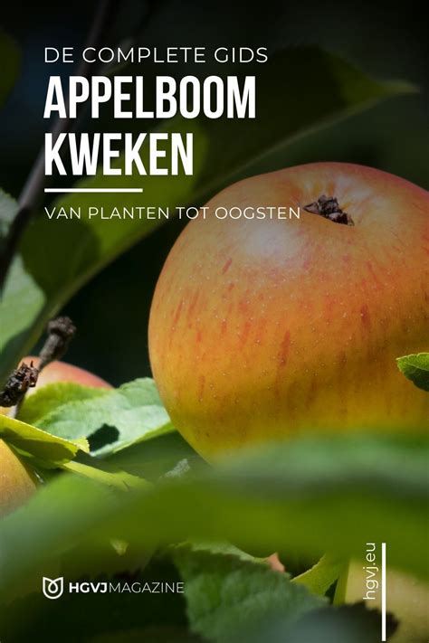 Wil Je Zelf Een Appelboom Kweken Onze Complete Gids Met Stappenplan Helpt Je Bij Het Planten